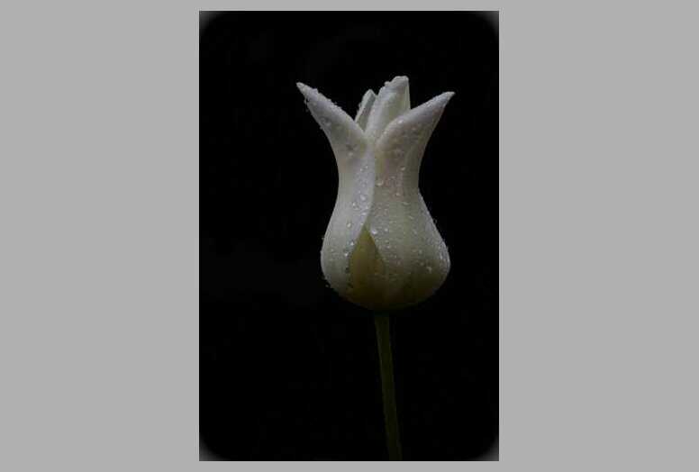 Fekete - tulipn